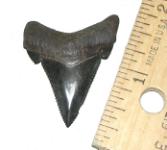 Carcharocles angustidens Tooth